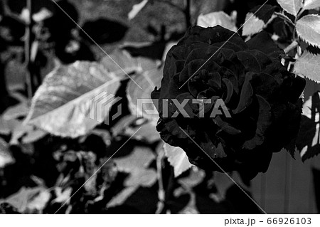 黒いバラの写真素材