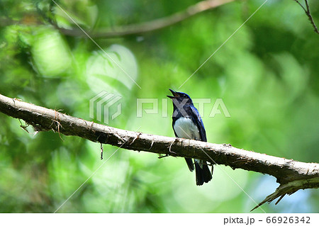 初夏の森でさえずるオオルリの雄 66926342