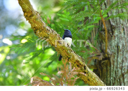 初夏の森でさえずるオオルリの雄 初夏の森でさえずるオオルリの雄 66926343