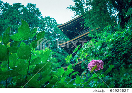 雨に濡れる寺院と紫陽花 雨に濡れる寺院と紫陽花 66926627