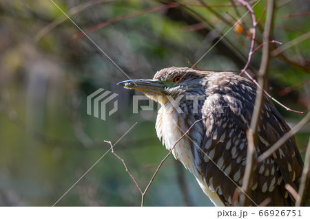 ゴイサギの幼鳥 66926751