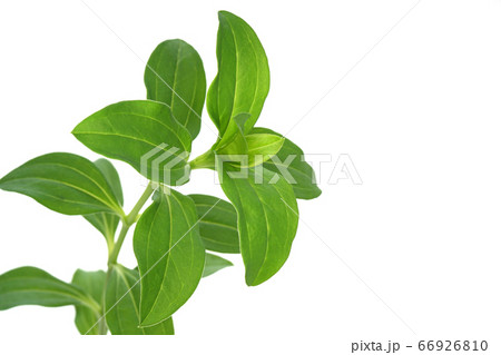 ソープワート ソープワート 66926810