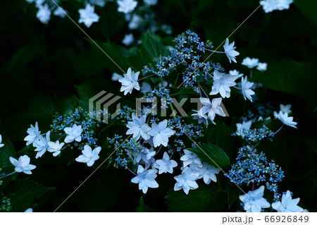 白い装飾花の額紫陽花の写真素材