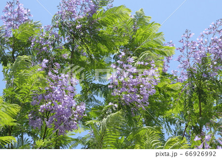 満開のジャカランダの花 満開のジャカランダの花 66926992