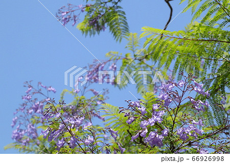 満開のジャカランダの花 満開のジャカランダの花 66926998