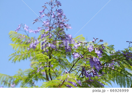満開のジャカランダの花 満開のジャカランダの花 66926999