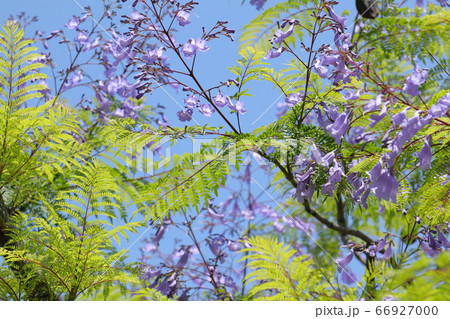 満開のジャカランダの花 66927000