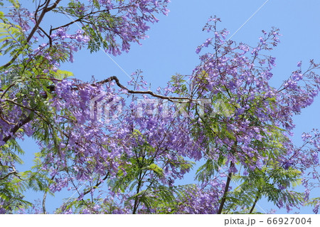 満開のジャカランダの花 66927004