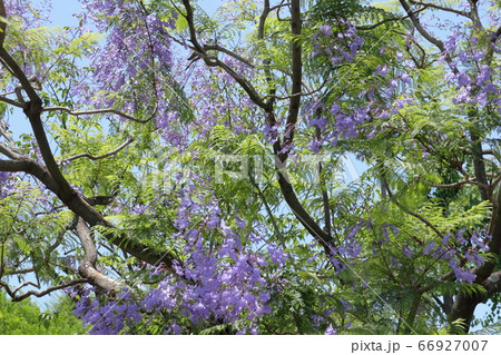 満開のジャカランダの花 満開のジャカランダの花 66927007