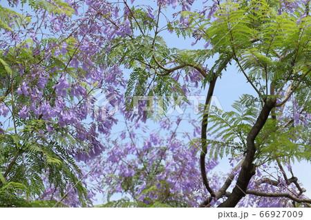 満開のジャカランダの花 満開のジャカランダの花 66927009