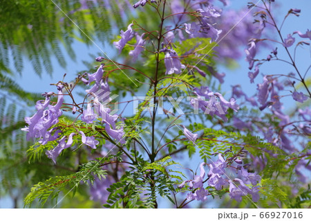 満開のジャカランダの花 満開のジャカランダの花 66927016