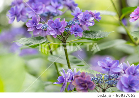 木漏れ日と紫陽花の花 千葉県 日本 木漏れ日と紫陽花の花 千葉県 日本 66927065