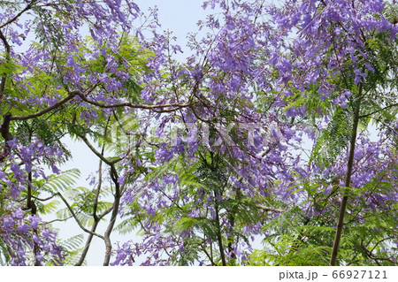 満開のジャカランダの花 満開のジャカランダの花 66927121