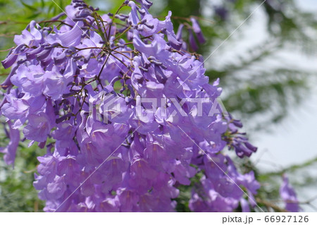 満開のジャカランダの花 満開のジャカランダの花 66927126