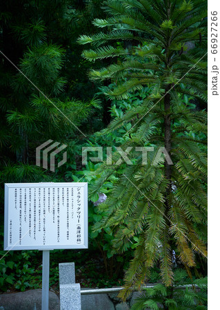 大阪府池田市　久安寺に植えられているジュラシックツリー 66927266