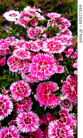 撫子の花の写真素材