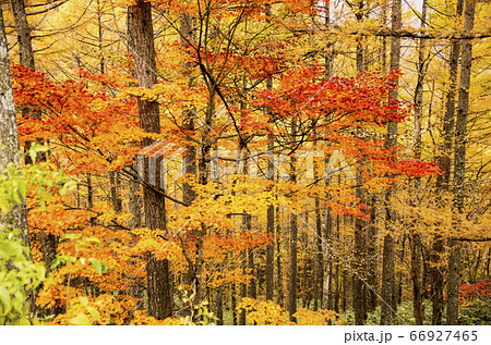 富士見台高原 66927465