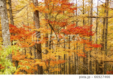 富士見台高原 66927466