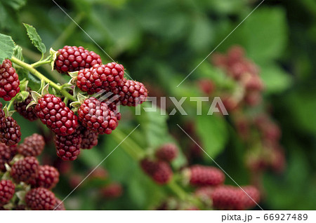 初夏に色づき始めたブラックベリー 66927489