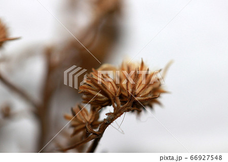 Dried flower from bouquet of flowers on white 66927548