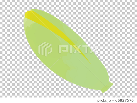 Illustration of corn 66927576
