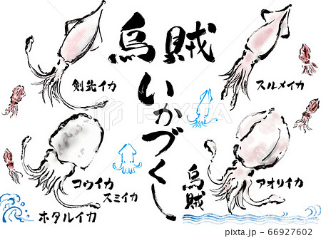 手描きのイカのイラストと手書き文字のセット 手描きのイカのイラストと手書き文字のセット 66927602