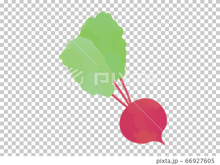 ビーツのイラスト 66927605