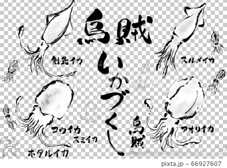 モノクロの手描きのイカのイラストと手書き文字のセット 66927607