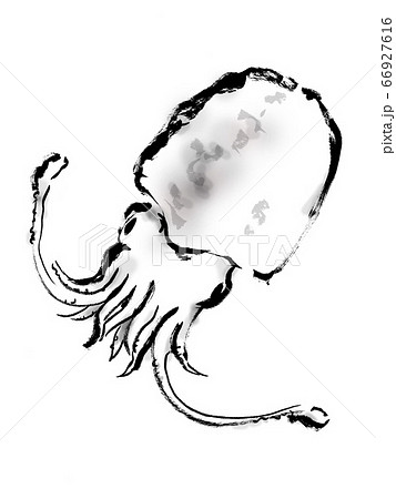 コウイカの手描きイラスト イカのイラスト コウイカの手描きイラスト イカのイラスト 66927616