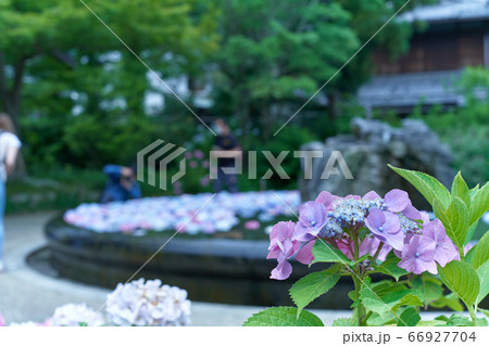 大阪府池田市 久安寺境内 紫陽花浮かべをバックに写した額紫陽花の写真素材