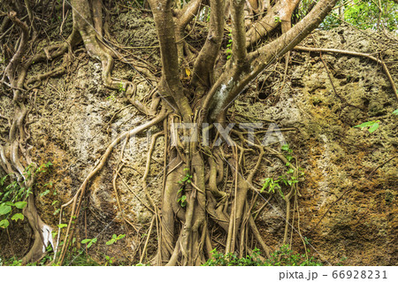 Complex structure of the roots and extensive branching of the Banyan tree 66928231