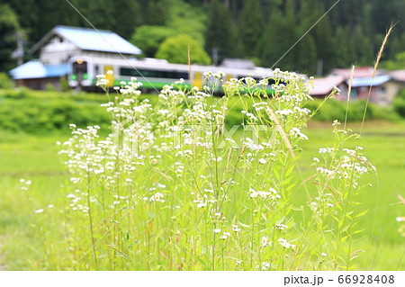 新緑の只見線 66928408