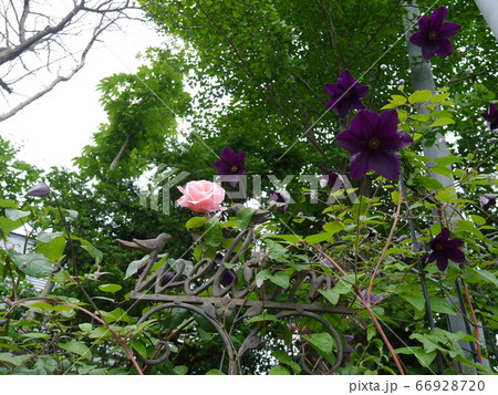 紫色のクレマチスが咲いた庭 66928720