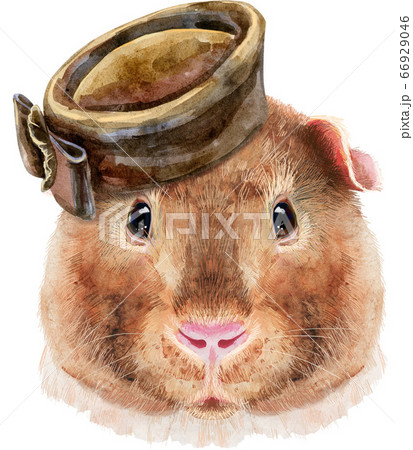 Watercolor portrait of Teddy guinea pig with brown 66929046