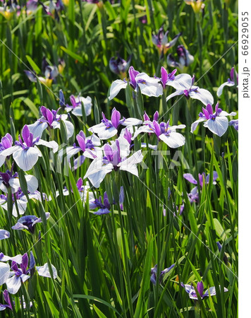 アヤメ 66929055