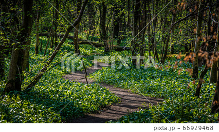 A winding path in sunlight woodland A winding path in sunlight woodland 66929468