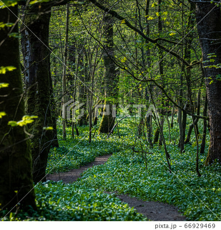 Winding path through a woodland 66929469