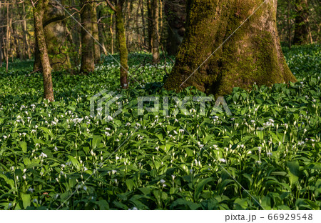 Wild Garlic flowers Allium ursinum. Wild Garlic flowers Allium ursinum. 66929548