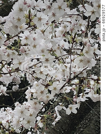 大島桜　＊＊＊　さくら　サクラ　桜　＊＊＊ 66929577