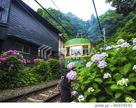【神奈川】鎌倉 御霊神社 踏切の紫陽花と江ノ電 66929591