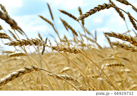 View of a field with ripe wheat with a golden hue in the sun. Summer harvest. Farm, production View of a field with ripe wheat with a golden hue in the sun. Summer harvest. Farm, production 66929732