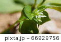 ミドリハコベ 66929756