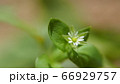 ミドリハコベ 66929757