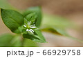 ミドリハコベ 66929758