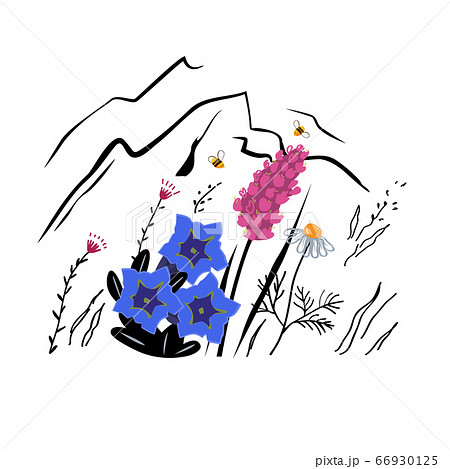 Mountain flowers vector sketch illustration. Alpine honey concept Mountain flowers vector sketch illustration. Alpine honey concept 66930125