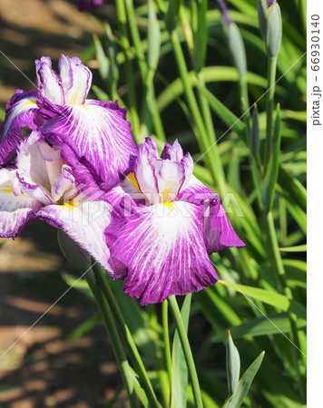 アヤメ アヤメ 66930140