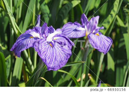 アヤメ アヤメ 66930156