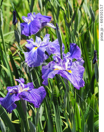 アヤメ アヤメ 66930157