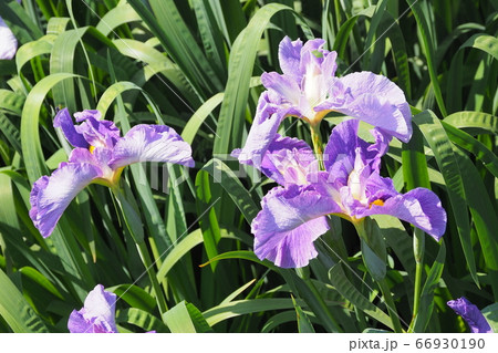 アヤメ アヤメ 66930190