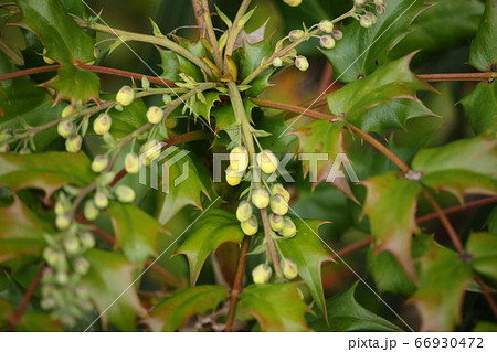 柊南天のつぼみ 66930472